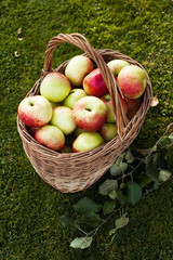 apples in basket in center on the grass
