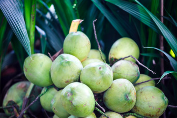 Pile of coconuts in fruit market