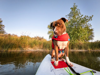 pit bull dog on stand up paddleboard