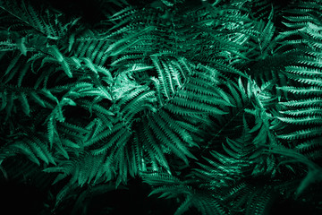Green emerald moody color nature background trend. Tropical leaves of fern plant.