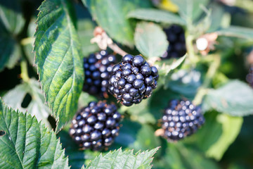 fresh ripe blackberries in a garden