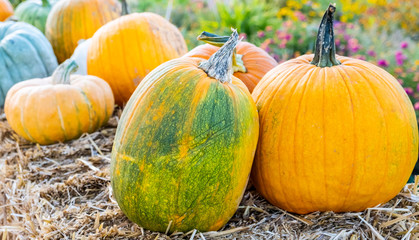 Assorted Organic Pumpkins