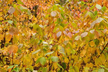 Bright autumn background of yellowed leaves.