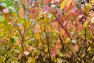 Bright autumn background of yellowed leaves