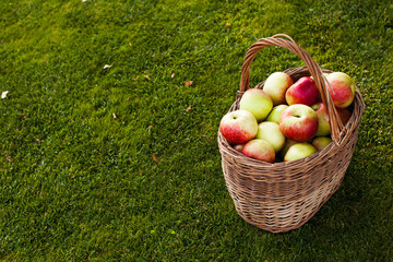 apples in basket in right corner on the grass