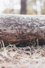 wood texture