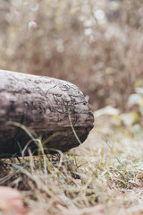 wood texture