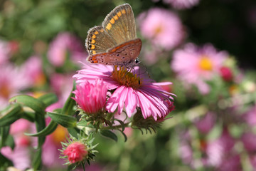 farfalla Aricia artaxerxes su margherita rosa