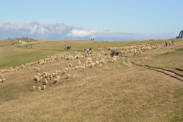Fototapeta premium gregge di pecore sull'altopiano del monte baldo