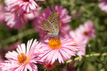 farfalla Aricia artaxerxes su fiore margherita