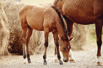 Red foal with an asterisk on a forehead on the background of bales of hay.