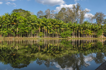LAGO NA FLORESTA