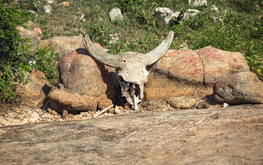Antelope skull with horns on the stones.