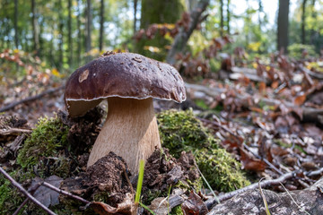 Fototapeta premium Boletus (bolete) in the forest bottom