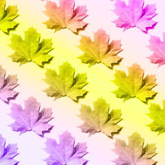 Creative layout of colorful autumn leaves. Banner with maple leaves pattern on neon background. Top view. Flat lay. Season concept.