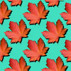 Golden autumn concept. Sunny day, warm weather. Red maple leaf on mint turquoise background with copy space. Top view. Colors of fall