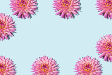 Floral pattern. Top view. Floral frame texture. Flat lay with pink dahlia flowers on pastel blue background. Greeting card