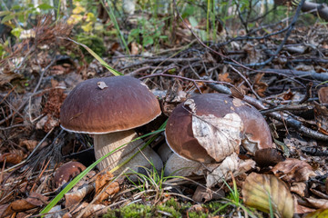 Two bolete growing together in the forest bottom