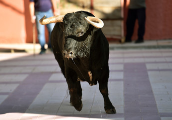 toro bravo español