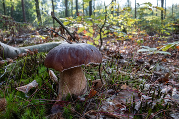 Boletus (bolete) in the forest bottom on the background of a forest