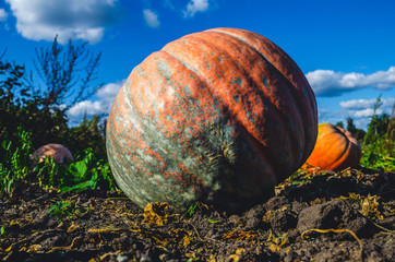 Ripe pumpkin close up lies on the ground. Collection of pumpkins in the fall from the field.