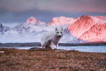 Lis polarny, południowy Spitsbergen © blackspeed