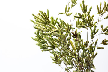 Ramitas con inflorescencias de orégano secas de donde se extrae el orégano