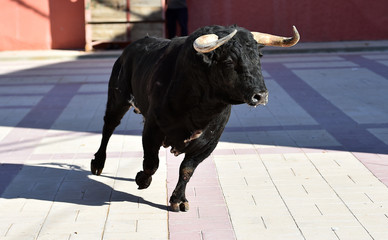 toro español en plaza de toros