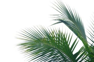 Obraz premium Coconut leaves with branches on white isolated background for green foliage backdrop 