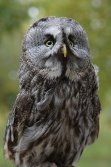 Great Owl - Great Gray Owl - against a neutral green background in a natural habitat