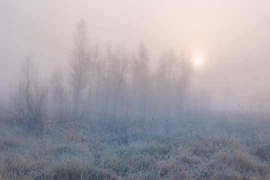 Beautiful autumn misty sunrise landscape. November foggy morning and hoary frost at scenic high grass meadow and copse.