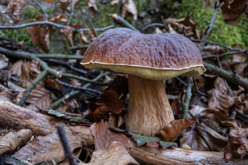 Boletus (bolete) in the forest bottom