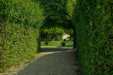 green tunnel of trees in park