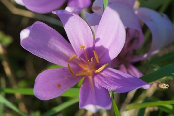 violet Swiss flower with six yellow stamens and six petals