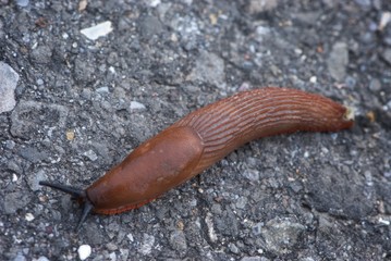 shiny big slug