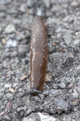 shiny thick slug