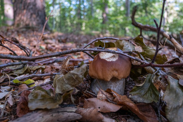 Boletus (bolete) in the forest bottom