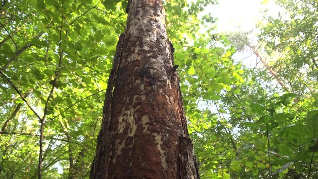 pine tree eaten by bark bitle