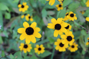 Brown-eyed Susan in Northbrook, Illinois' Somme Prairie Nature Preserve