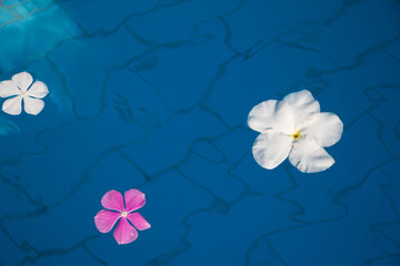 Single Peaceful Plumeria Flower Floating on Clear Water