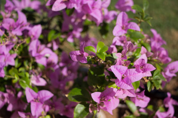 Blooming bougainvillea flowers background. Bright pink magenta bougainvillea flowers as a floral background.