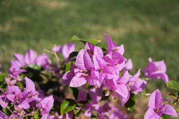 Blooming bougainvillea flowers background. Bright pink magenta bougainvillea flowers as a floral background.