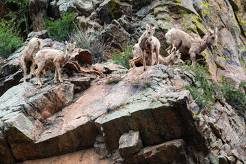 Fototapeta premium Herd of Bighorn Sheep at Play