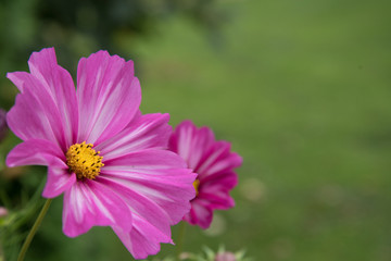 Obraz premium cosmea flower closeup. Heavily blurred background. Postcard.