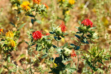 safflower