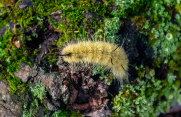 Fuzzy caterpillar