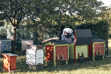 Beekeeper working in apiary. Drawing out the honeycomb from the hive with bees and honey on comb....