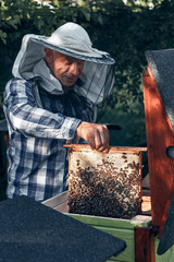 Beekeeper working in apiary. Drawing out the honeycomb from the hive with bees and honey on comb....