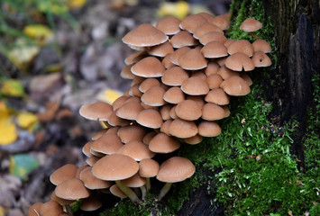 Forest sesonal mushrooms fall time