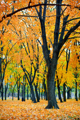autumn city park, yellow maple leaves, trees, beautiful nature as background